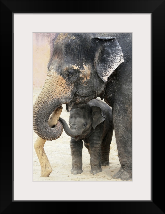 Wildlife photograph of a dirty elephant and its baby playing with a stick in the sand.