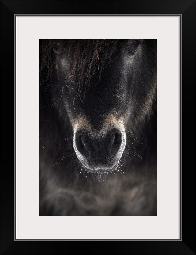 Portrait of a horse with beads of water on its whiskers by its mouth.