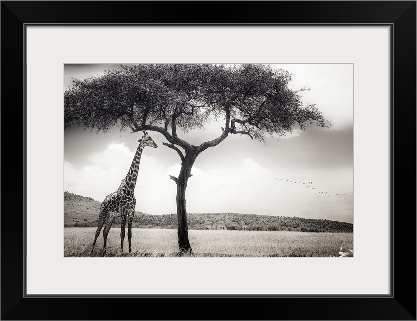 A giraffe stands in the shade of a tree in Kenya, with a lioness in the grass nearby.