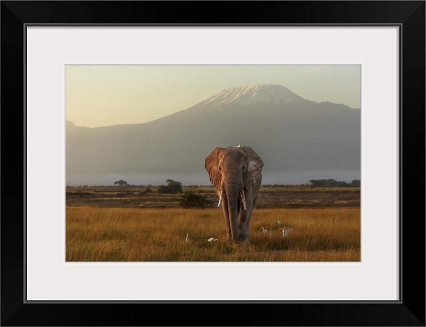 Landscape photograph of the African savannah with an elephant walking with a bird on its back as well as birds flying arou...