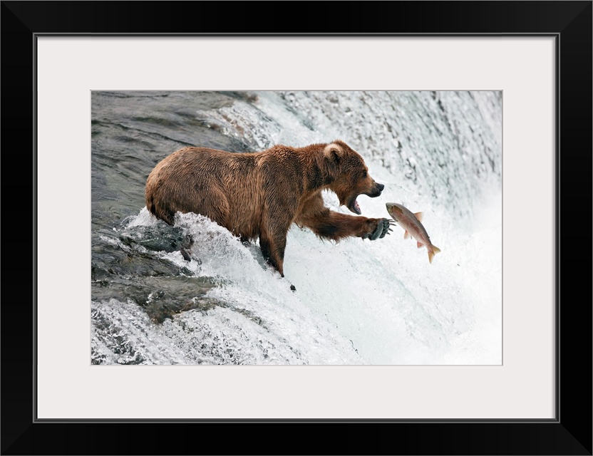 A grizzly bear standing on the edge of a waterfall reaches out to catch a fish flying through the air.