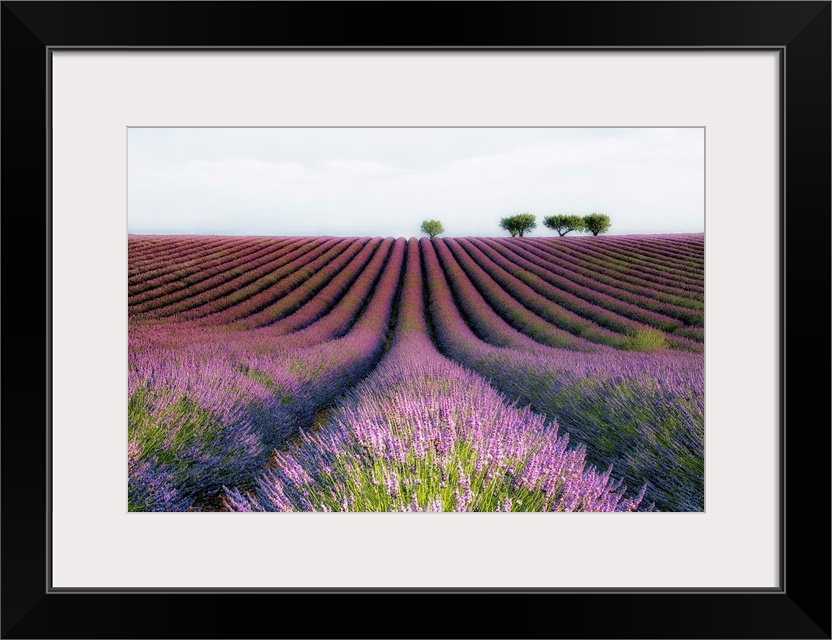 Countryside fields with rows of lavender.