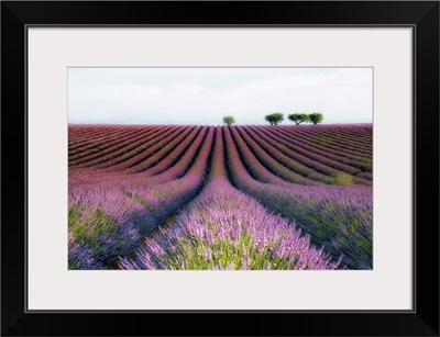 Velours de Lavender