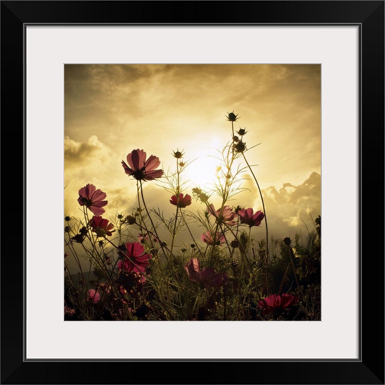 A field of red flowers in golden sunlight.