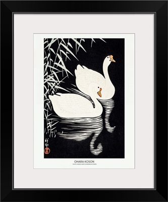White Chinese Geese Swimming By Reeds
