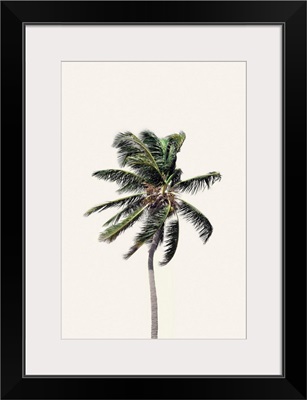 Windy Palm Tree