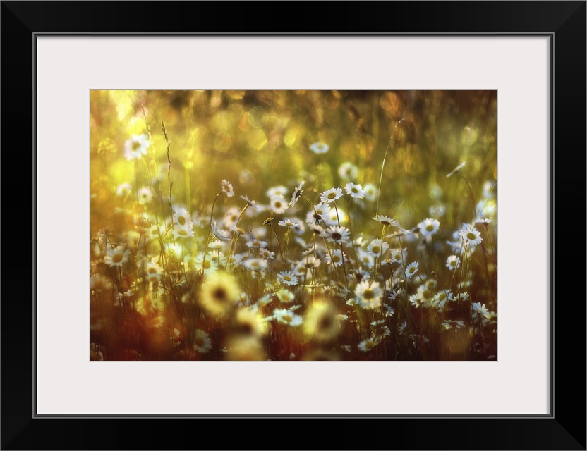 Field of daises with golden light in the afternoon.