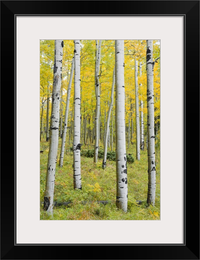 Yellow Birches - Vertical