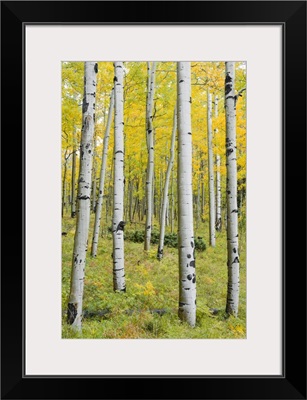 Yellow Birches - Vertical