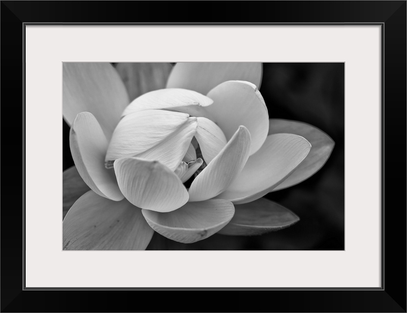 Black and white macro photograph of a blooming flower, with strong focus on the flower.