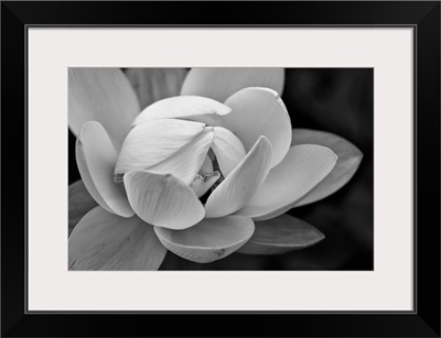 Black And White Flower