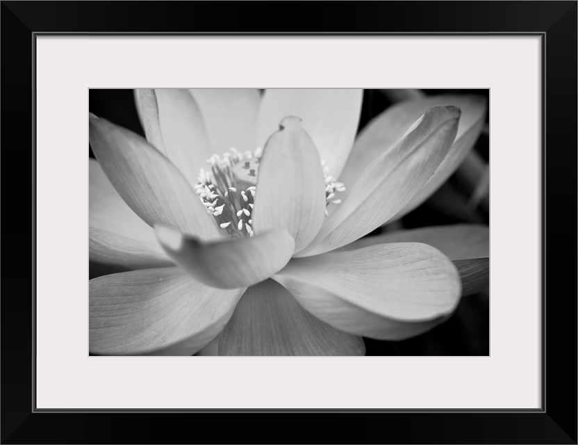 Black and white macro photograph of a blooming flower, with strong focus on the flower.