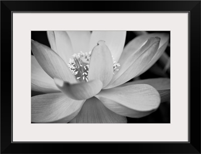 Black And White Flower II