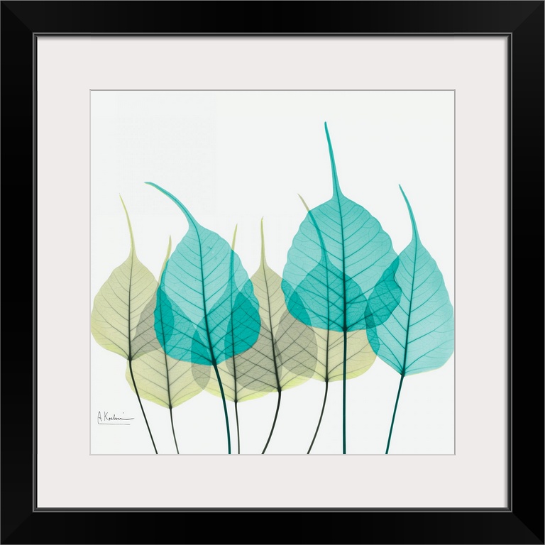 Giant, square fine art, X-ray photograph of a group of leaves in blues and greens on a solid white background.
