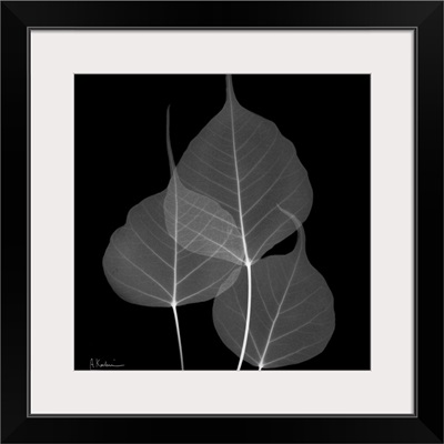 Bo Tree Leaf X-Ray Photograph