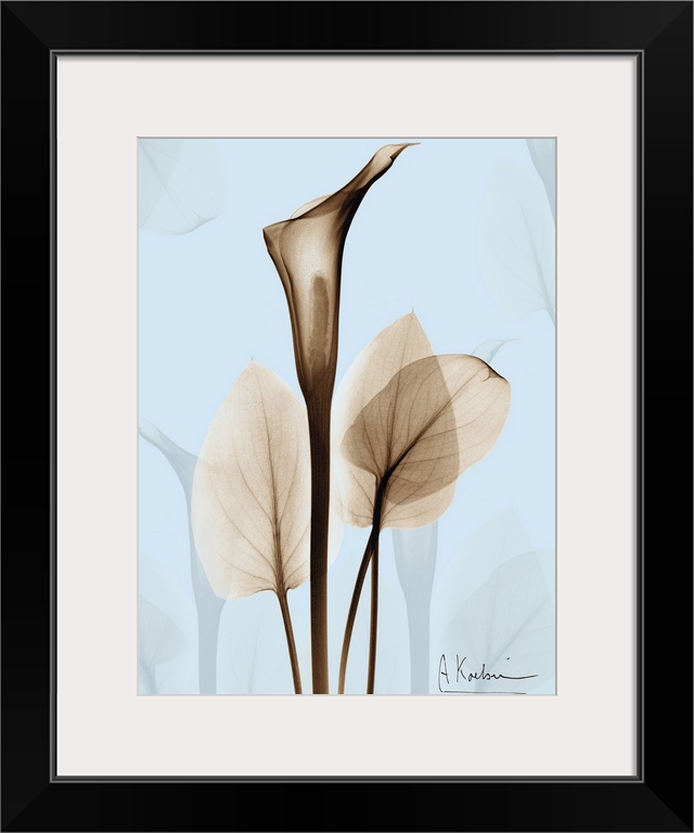 Large, vertical x-ray photograph of a calla lily and several leaves, on a light background with the photographers signatur...