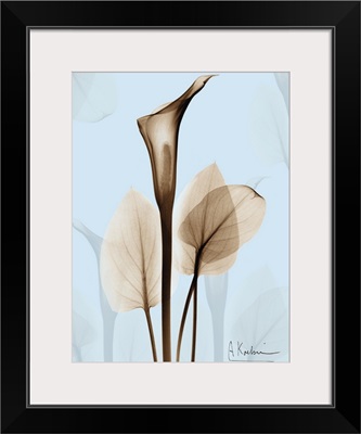 Calla Lily x-ray floral photograph