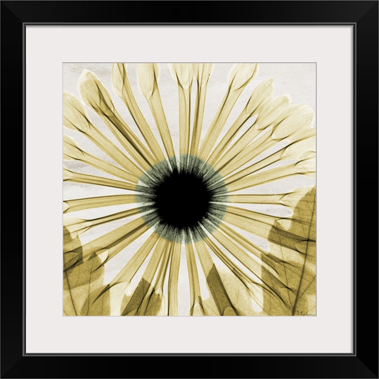 Large, square x-ray photograph in golden tones, of a chrysanthemum with two leaves overlapping the bottom petals.