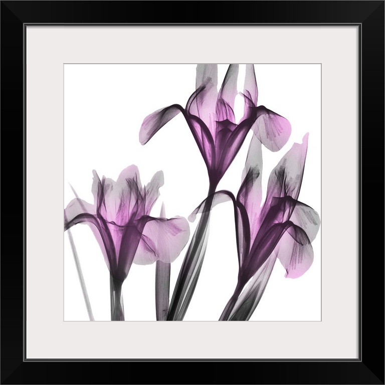 Dazzling Iris
