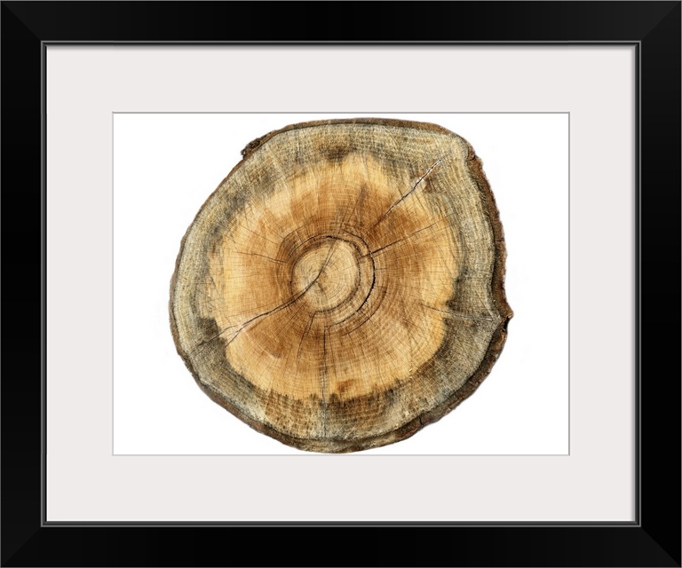 Contemporary artwork of a cross section of a tree showing concentric rings.