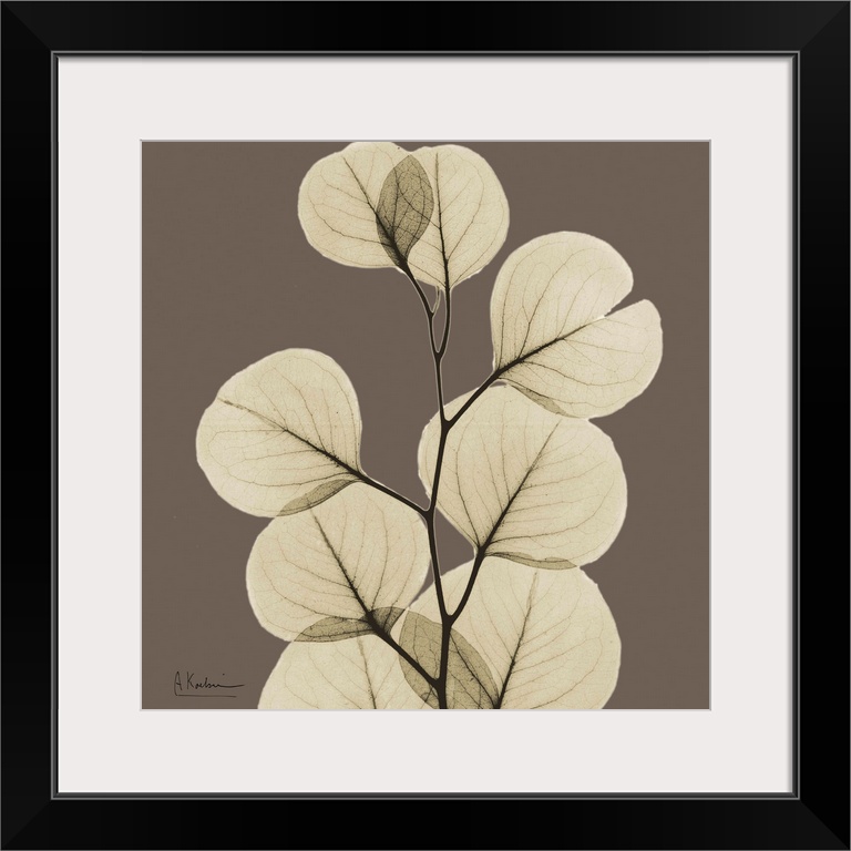 Square x-ray photograph of a group of eucalyptus leaves on the end a tree branch, against an earth toned background.