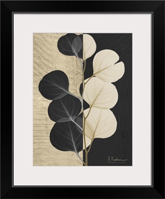 Eucalyptus Leaf X-Ray Photograph