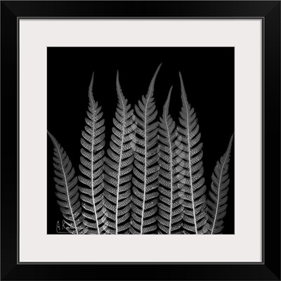 Fern Leaf X-Ray Photograph