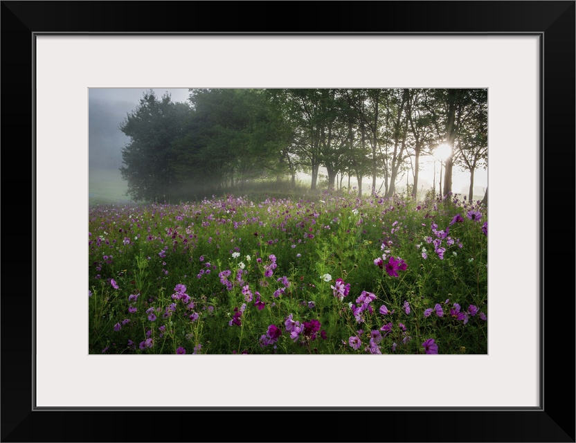 Fine art photo of a field of pink flowers with morning sunlight shining through the trees.
