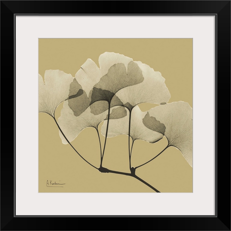 Square x-ray photograph of a group of ginko leaves on the end a tree branch, against an earth toned background.