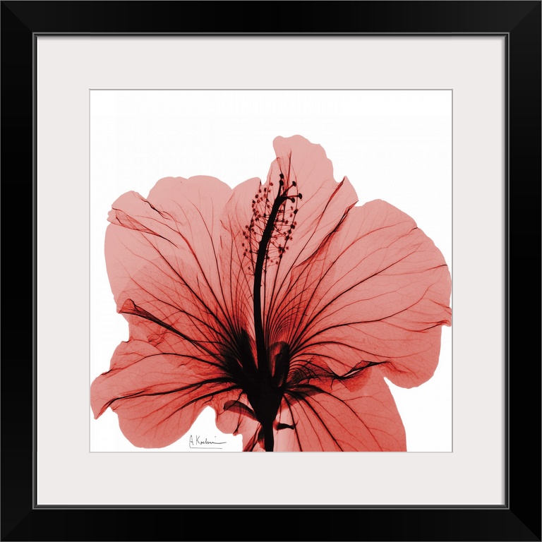 Hibiscus x-ray photography