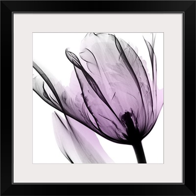Illuminated Tulip