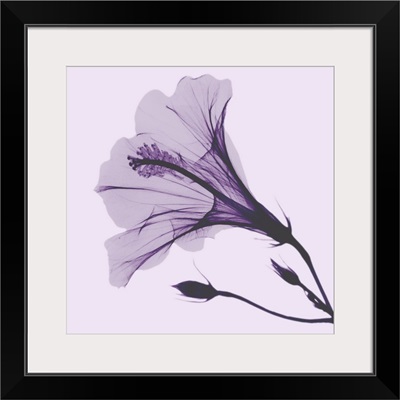 Lavender Passion Hibiscus