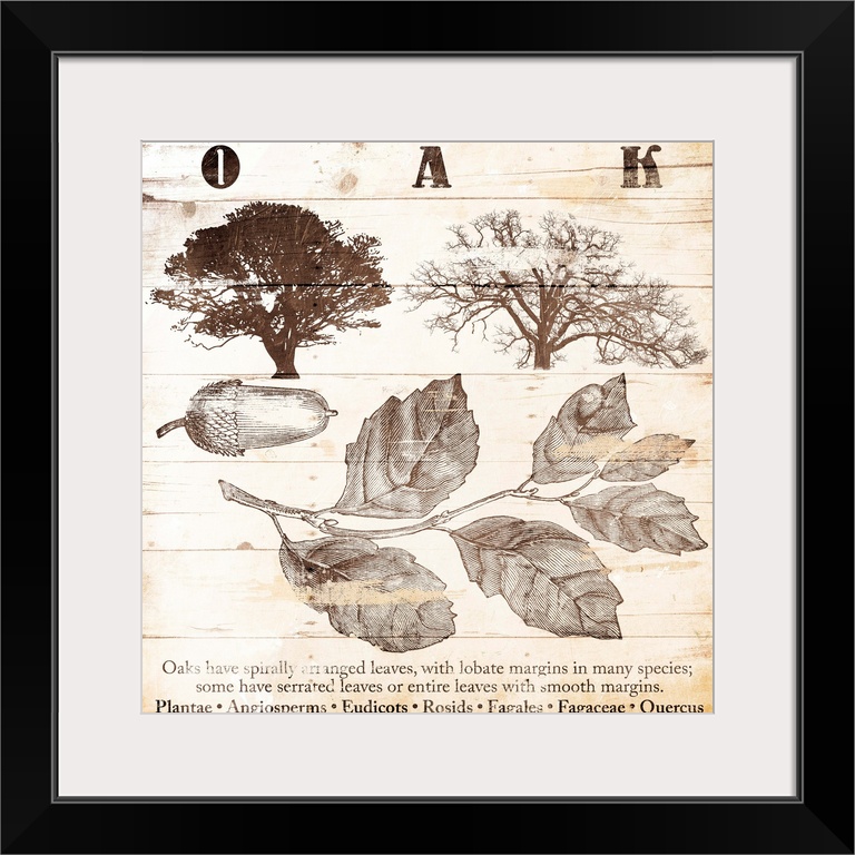 Cabin home decor of oak tree details in a scientific illustration style.