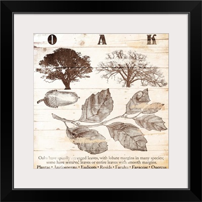 Oak