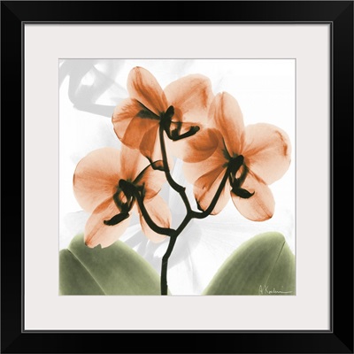 Orange Orchid x-ray photography