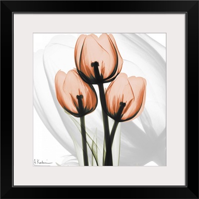 Orange Tulips x-ray photography