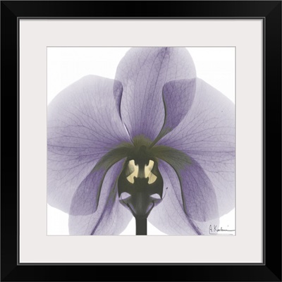 Orchid x-ray photography
