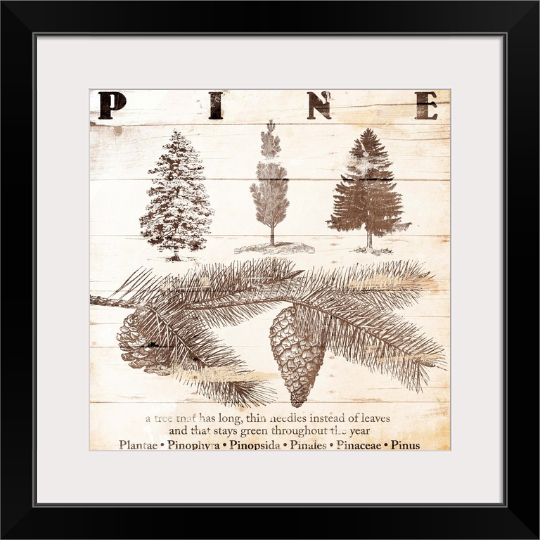 Cabin home decor of pine tree details in a scientific illustration style.