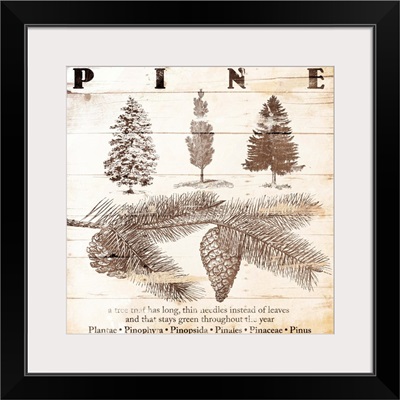 Pine