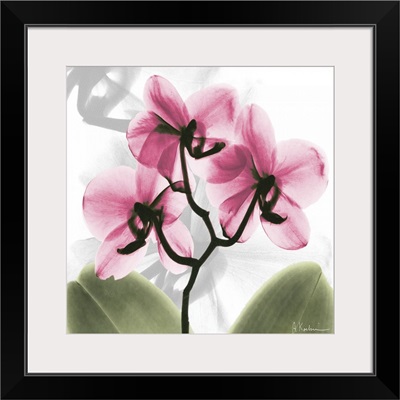 Pink Orchid x-ray photography
