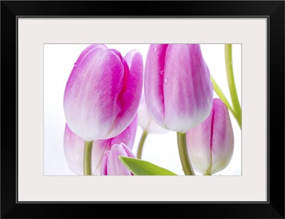 Pink Tulips II