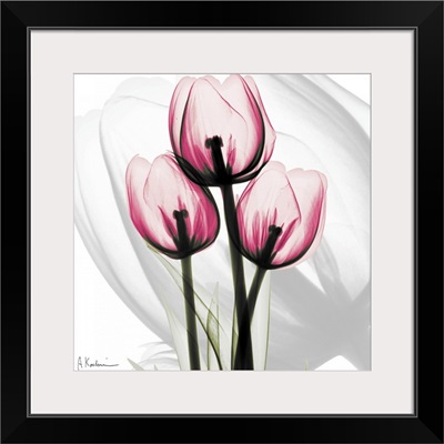 Pink Tulips x-ray photography