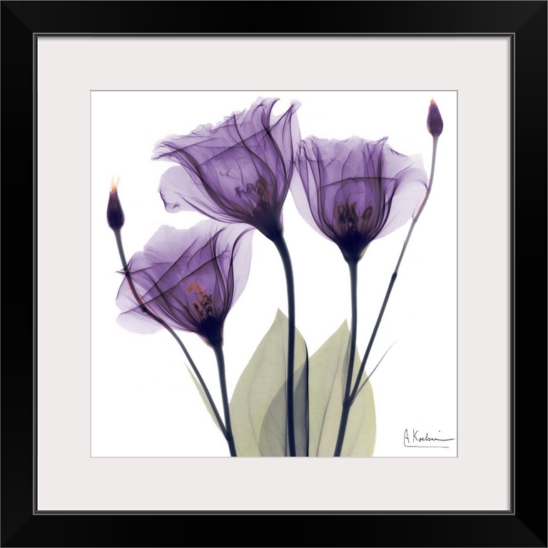 Square x-ray photograph of three purple flowers against a white background.