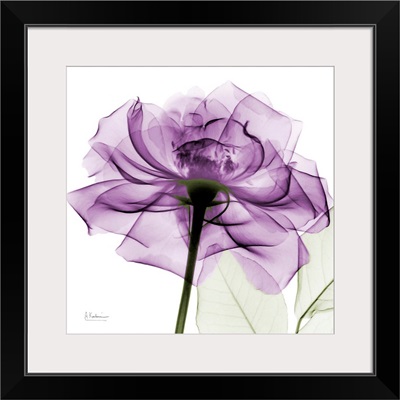 Purple Rose X-Ray Photograph