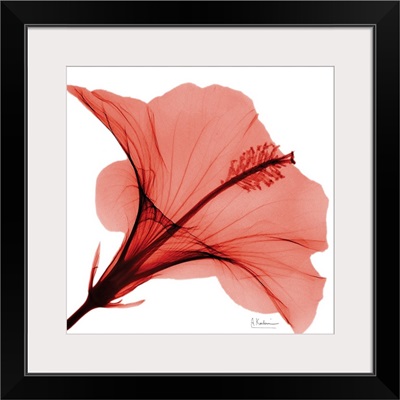Red Hibiscus x-ray photography