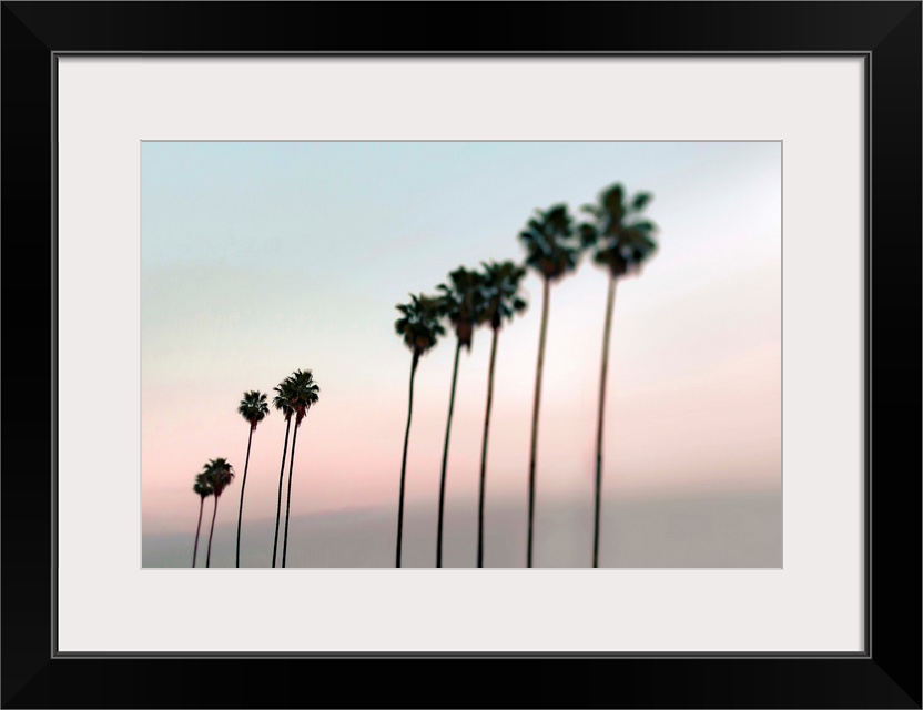 Fine art photo of a row of very tall palm trees against a pastel sunset sky.