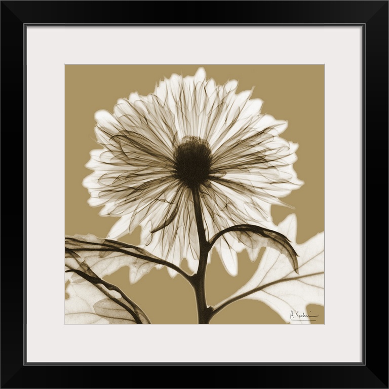 Sepia Chrysanthemum X-Ray Photograph