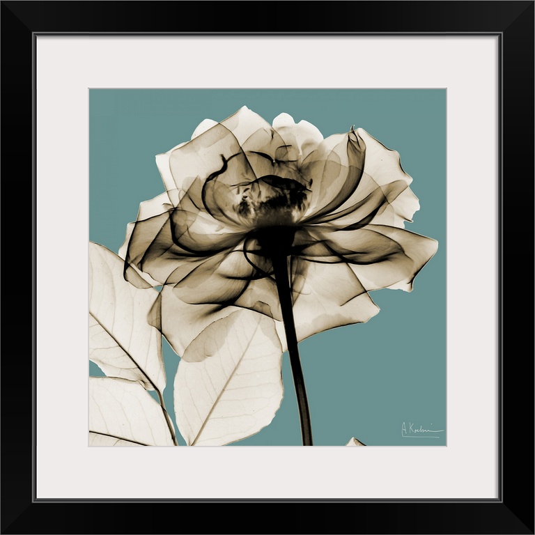 Oversized, square, x-ray photograph of a rose, its stem and several leaves, against a solid background.