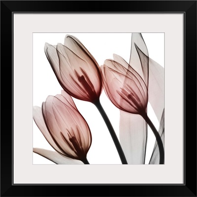 Splendid Tulips
