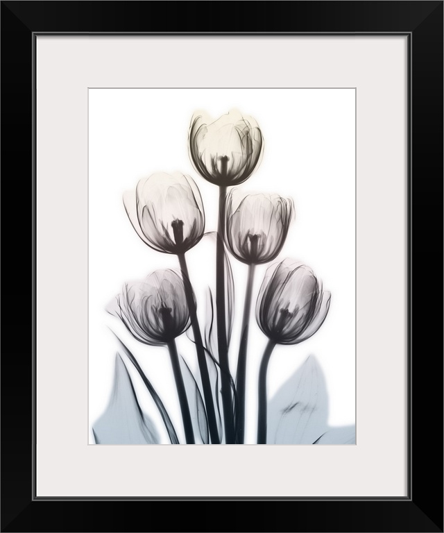 Contemporary x-ray photography of a group of tulips.